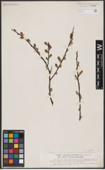 Foto von Salix aurita L.